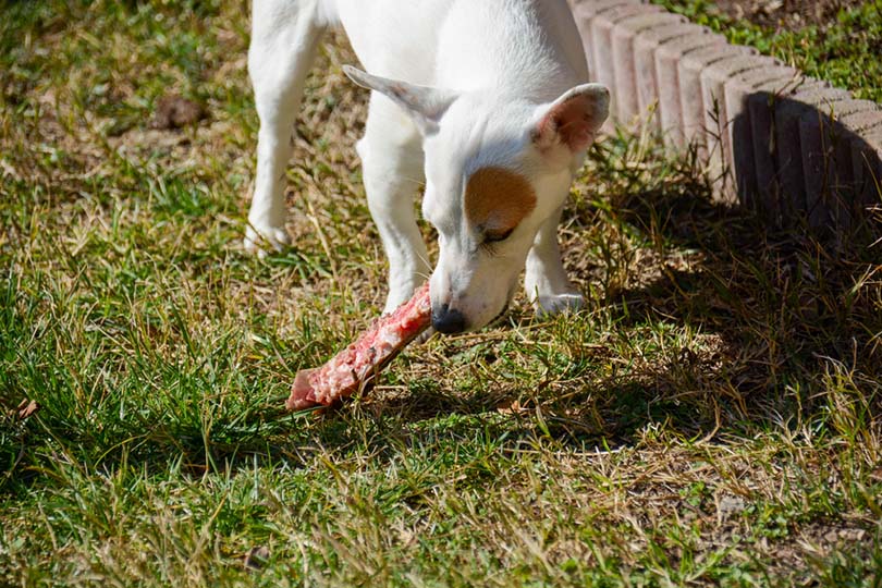 jack russell hunter eats a steak bone
