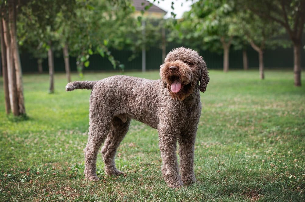 Lagotto Romagnolo truffle dog in the backyard