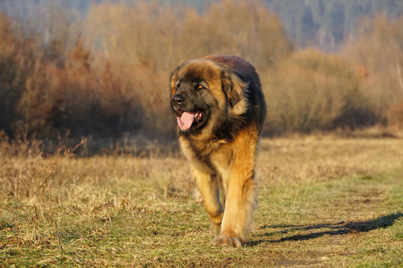 leonberger walking outdoors