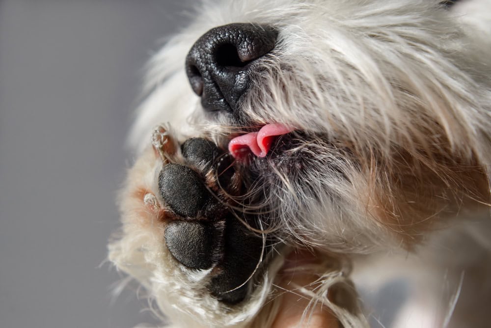 maltese-licking-its-paw