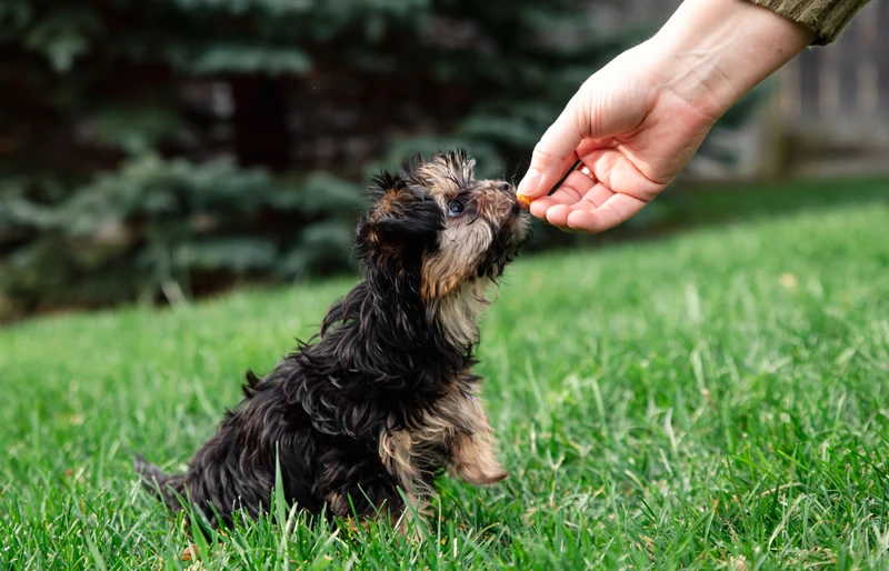 morkie puppy dog being fed food or a treat outdoors