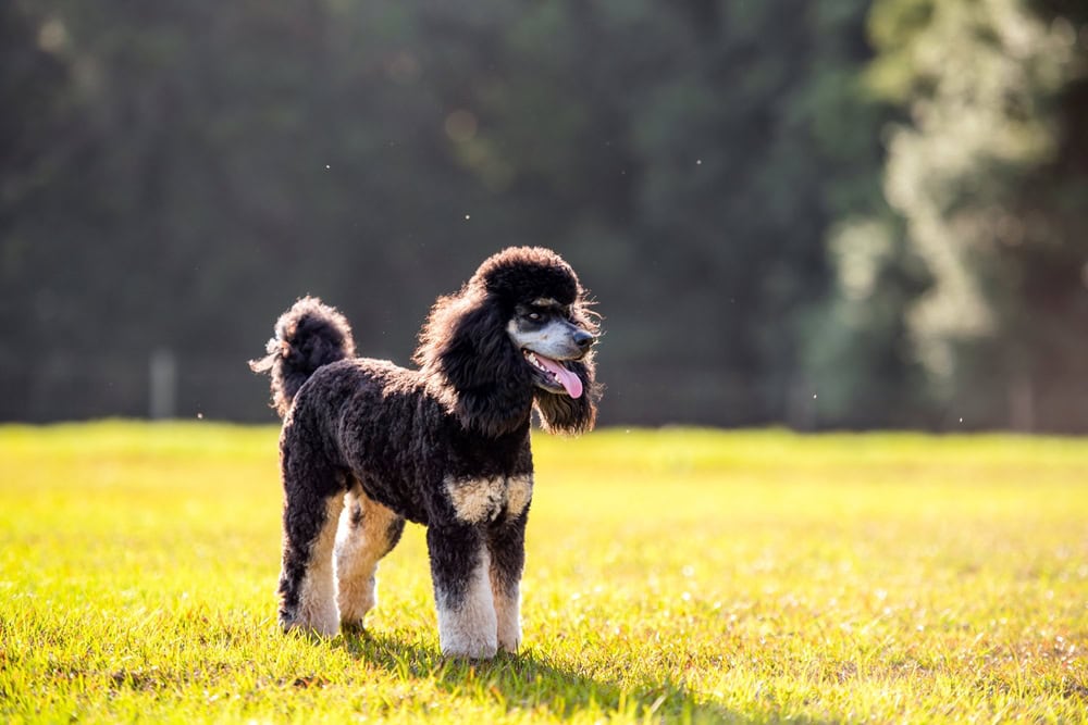 standard phantom poodle standing on grass