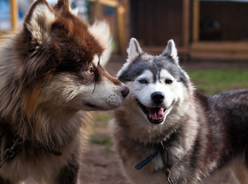 Alaskan Malamute and smiling Siberian Husky are standing next to each other