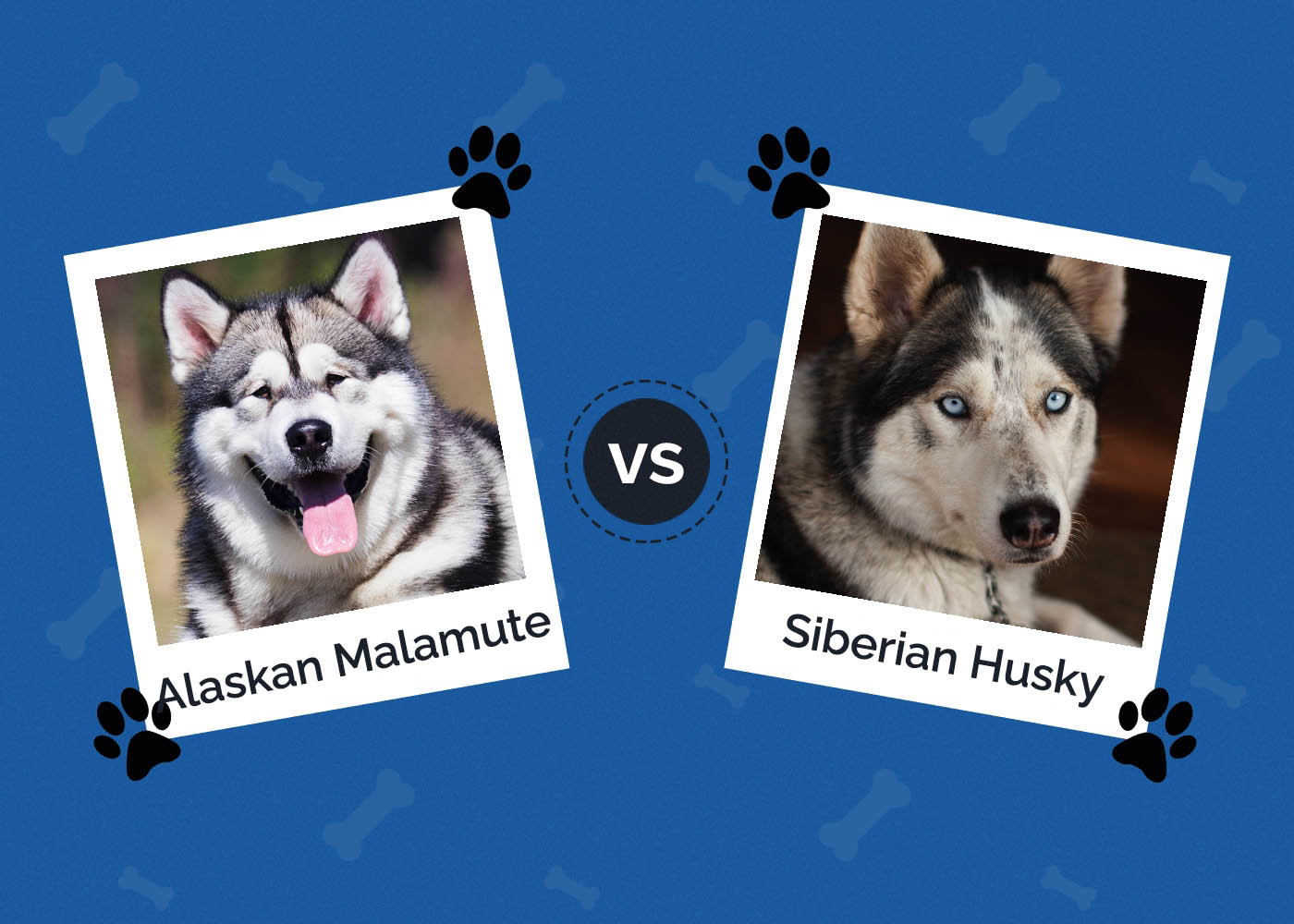 Alaskan Malamute vs Siberian Husky