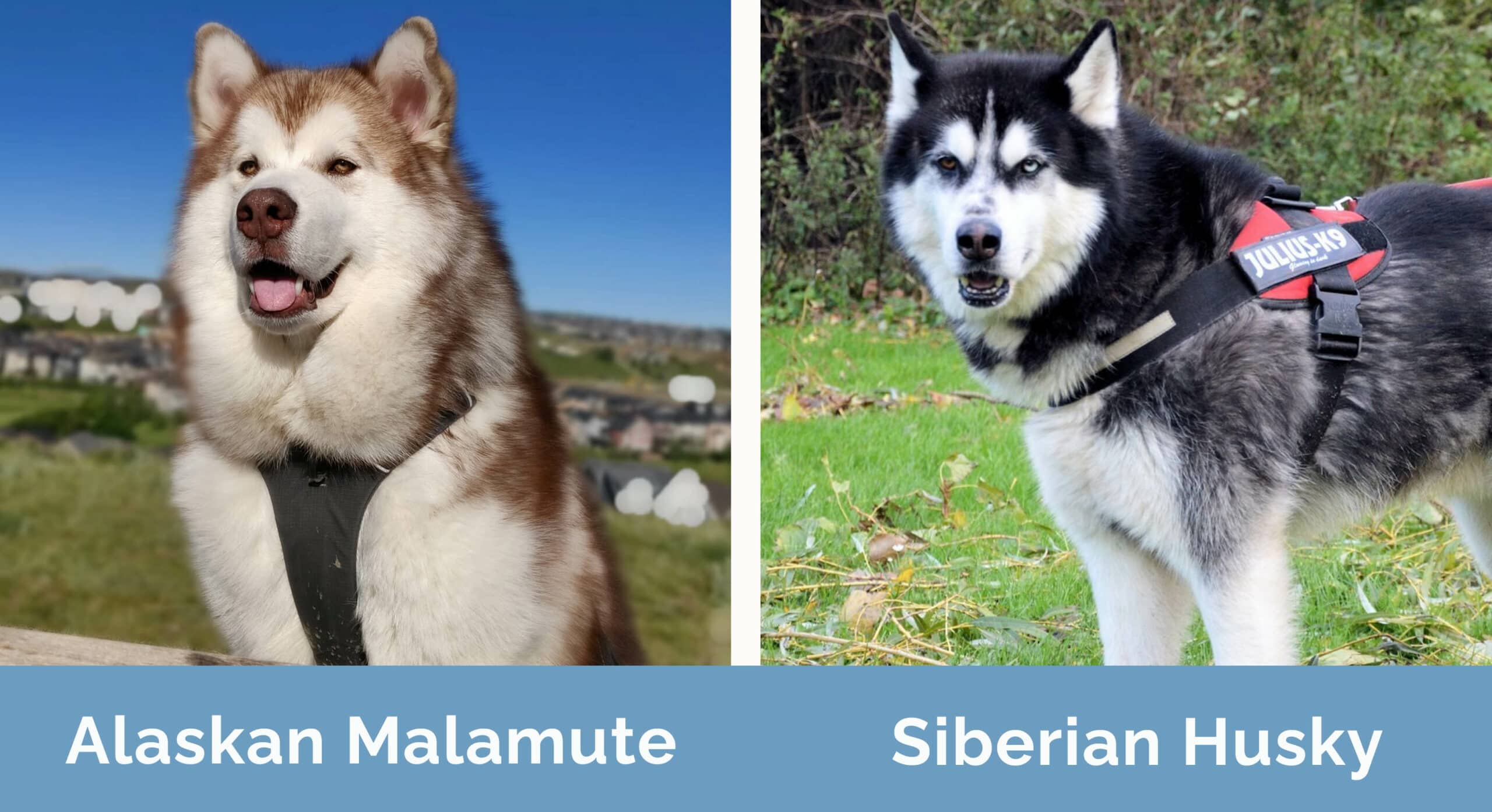 Alaskan Malamute vs Siberian Husky: What's the Difference? | Hepper