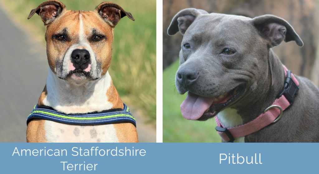 what is a staffordshire terrier vs pitbull