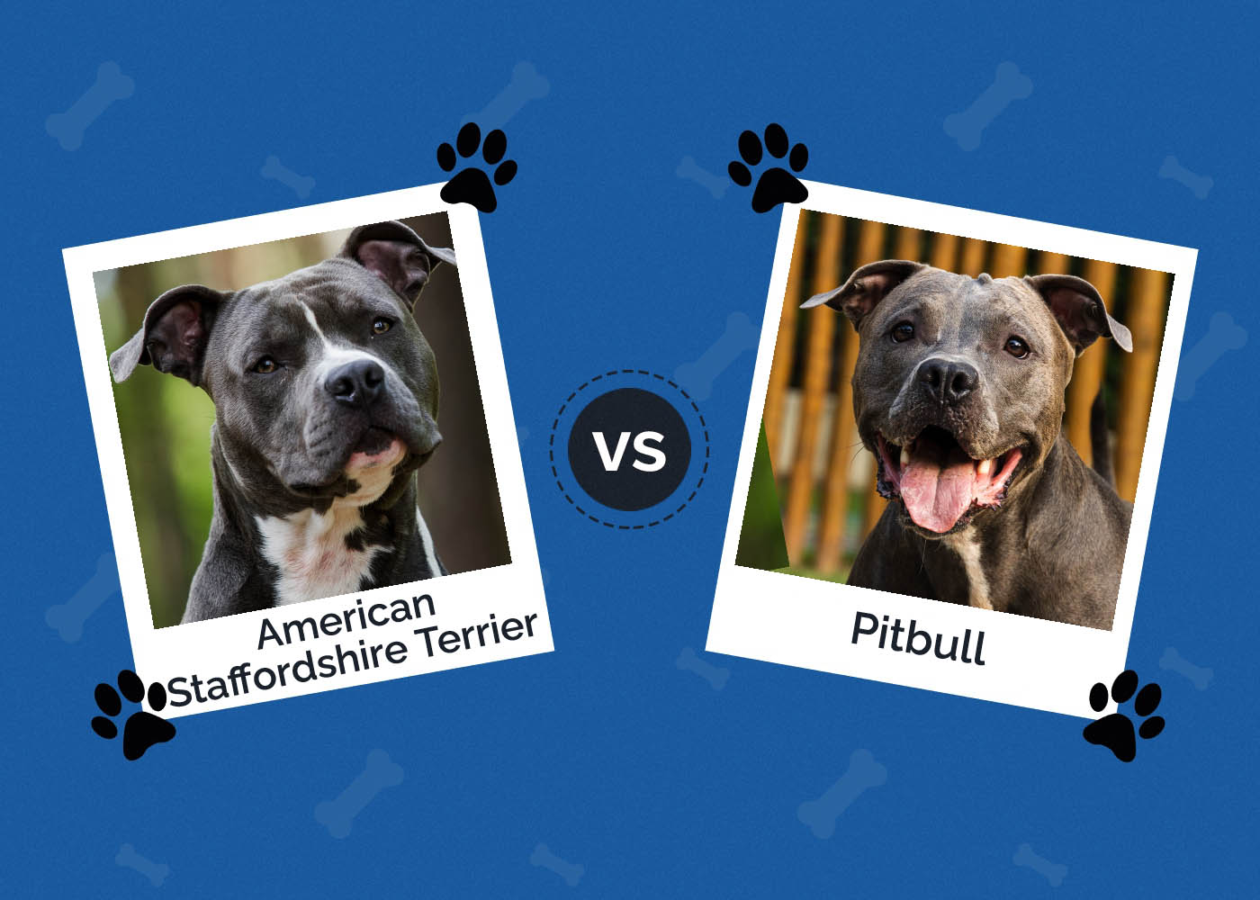 American Staffordshire Terrier vs Pitbull