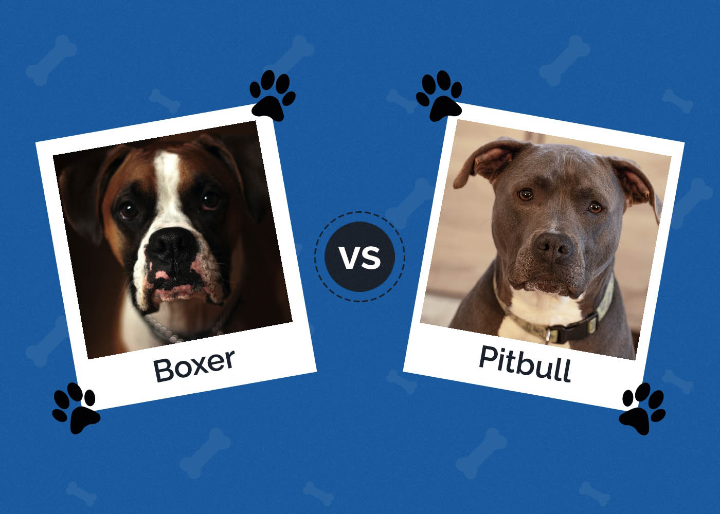 Boxer vs Pitbull