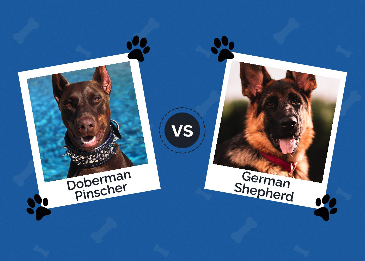Doberman Pinscher vs German Shepherd