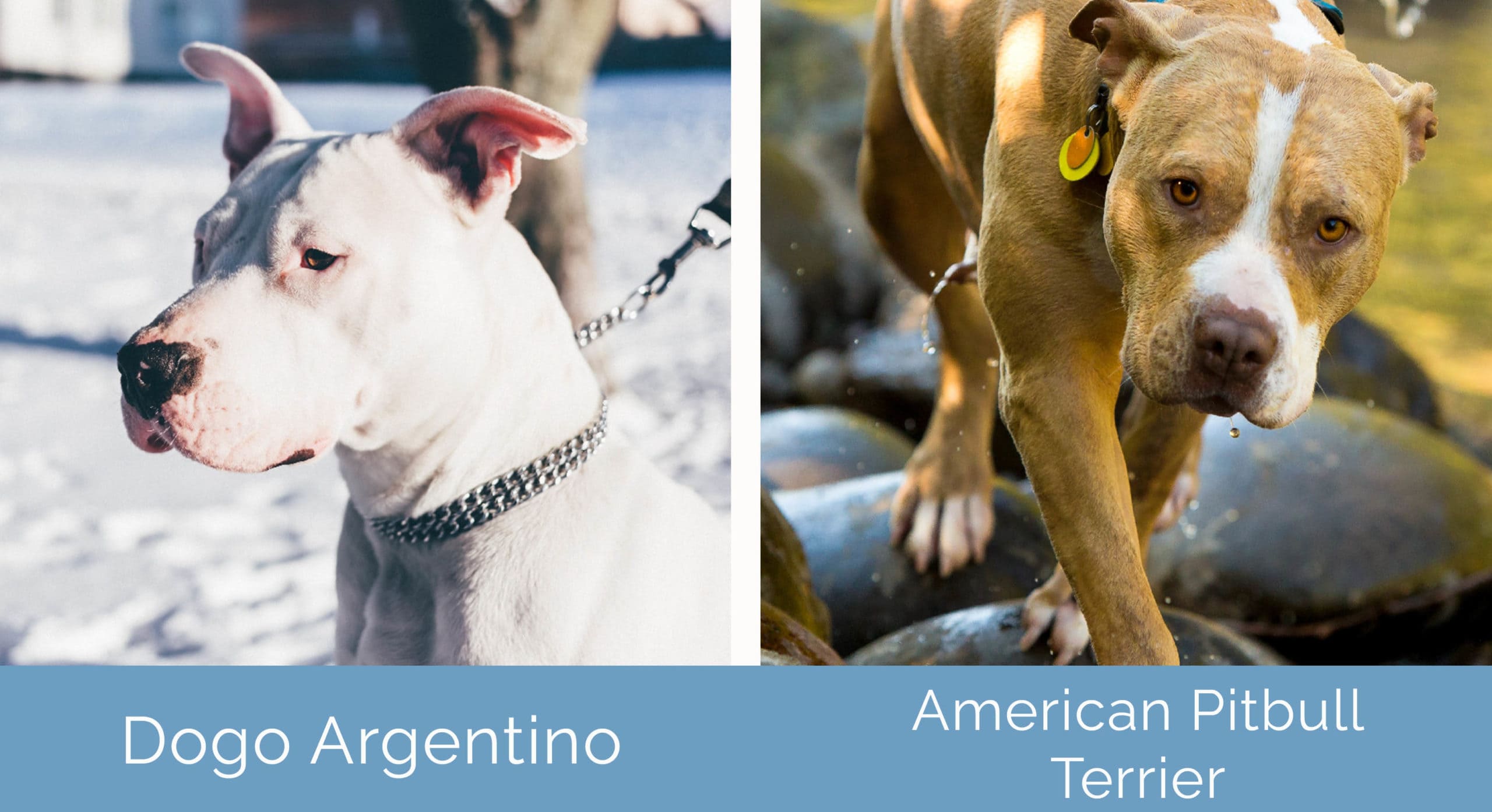 Pitbull dogue argentin