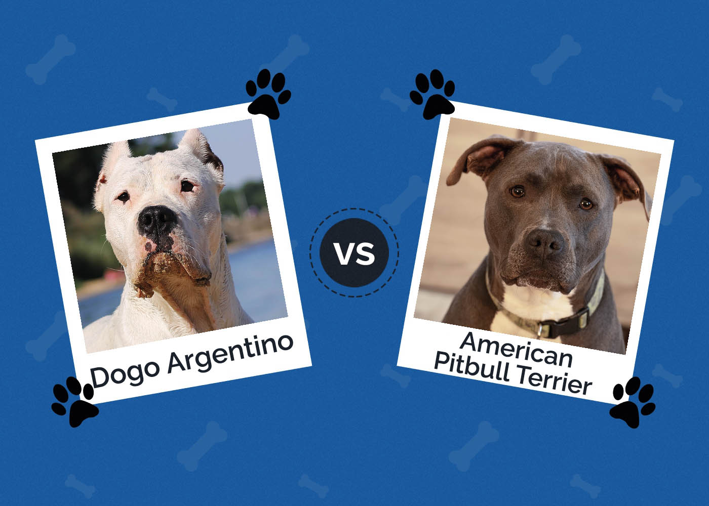 Dogo Argentino vs American Pitbull Terrier