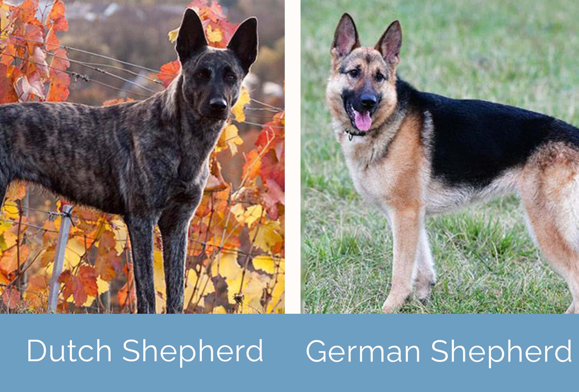 Dutch Shepherd Vs German Shepherd What Are The, 42 OFF