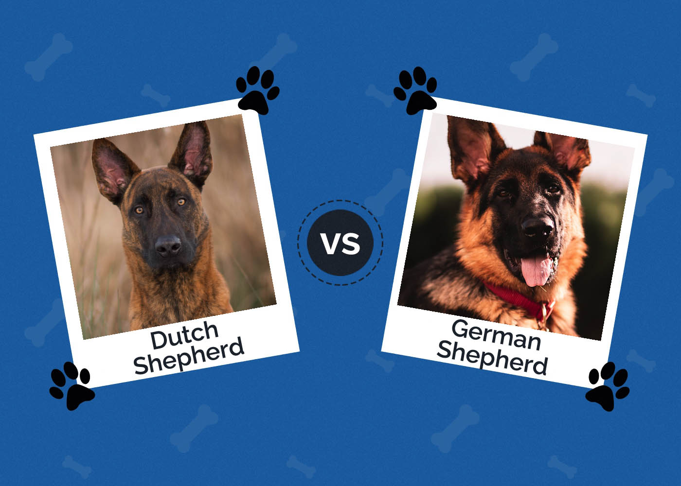 Dutch Shepherd vs German Shepherd