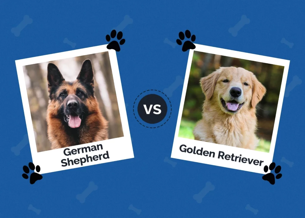 German Shepherd vs Golden Retriever - Featured Image