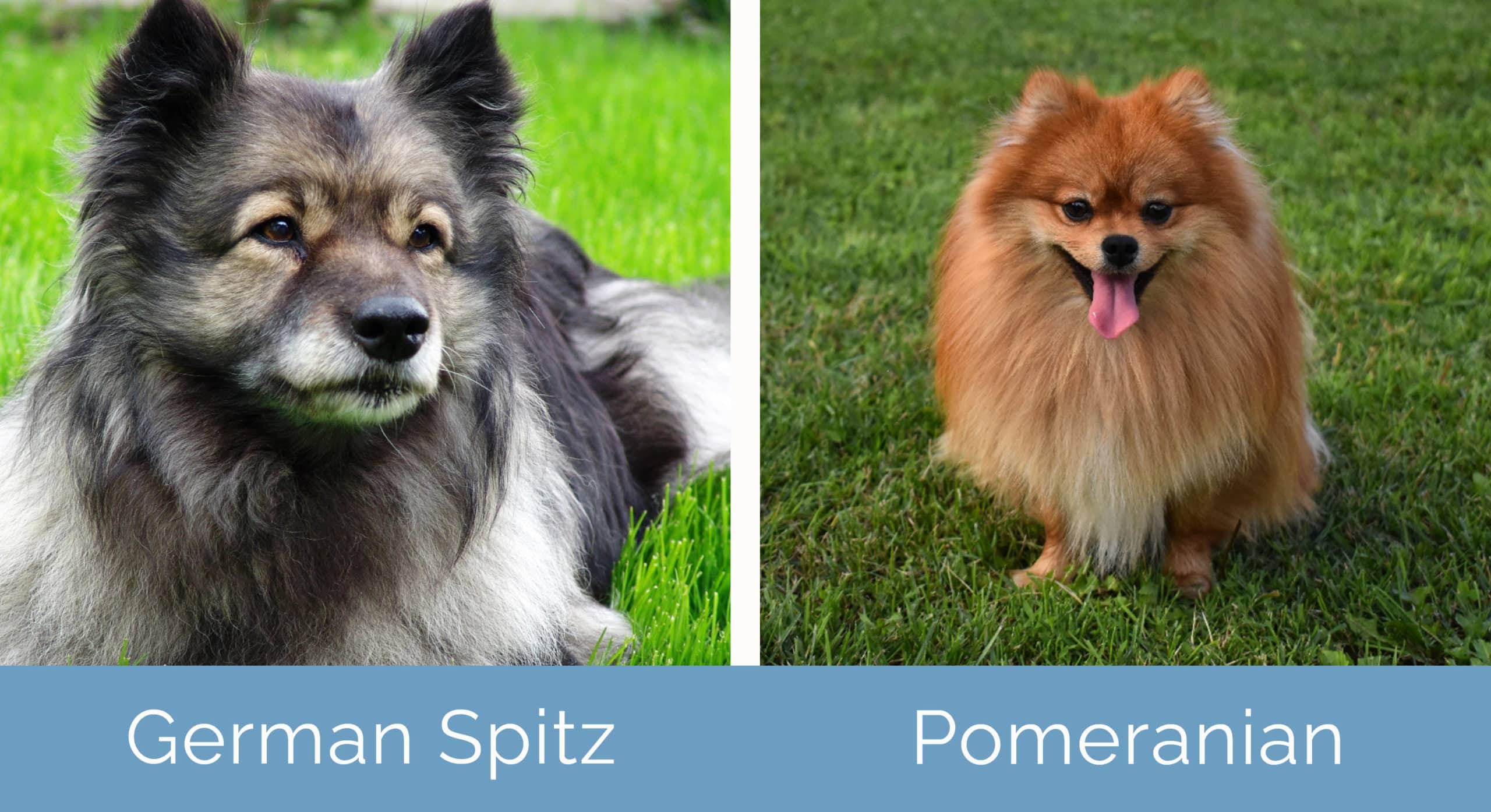 Différence entre un Spitz nain et un Pomeranian ? - Pom Of The Gang