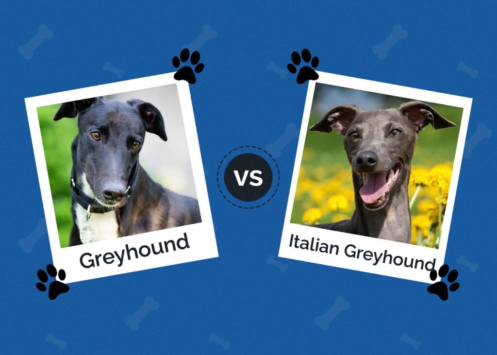 Greyhound vs Italian Greyhound