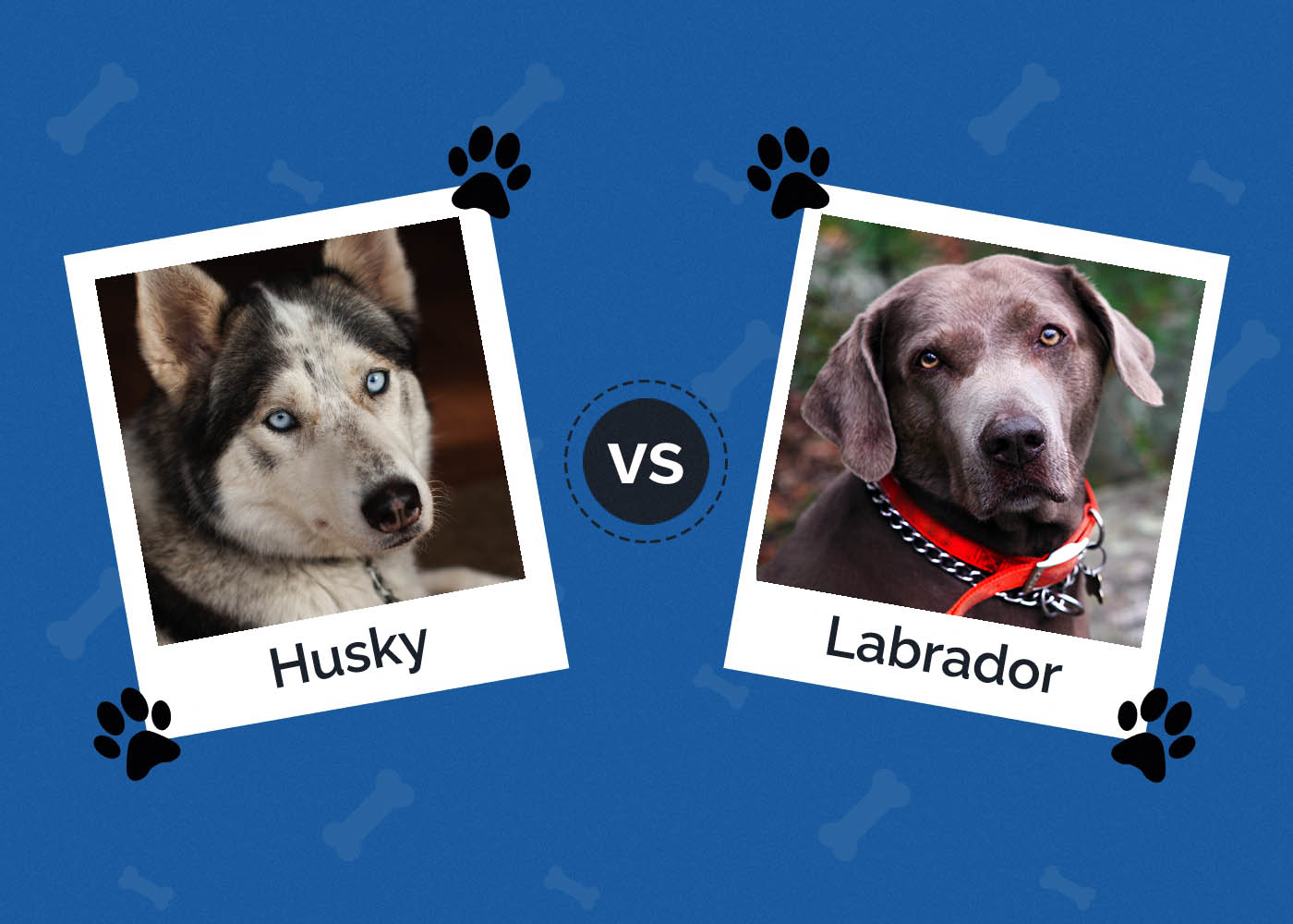 Husky vs Labrador