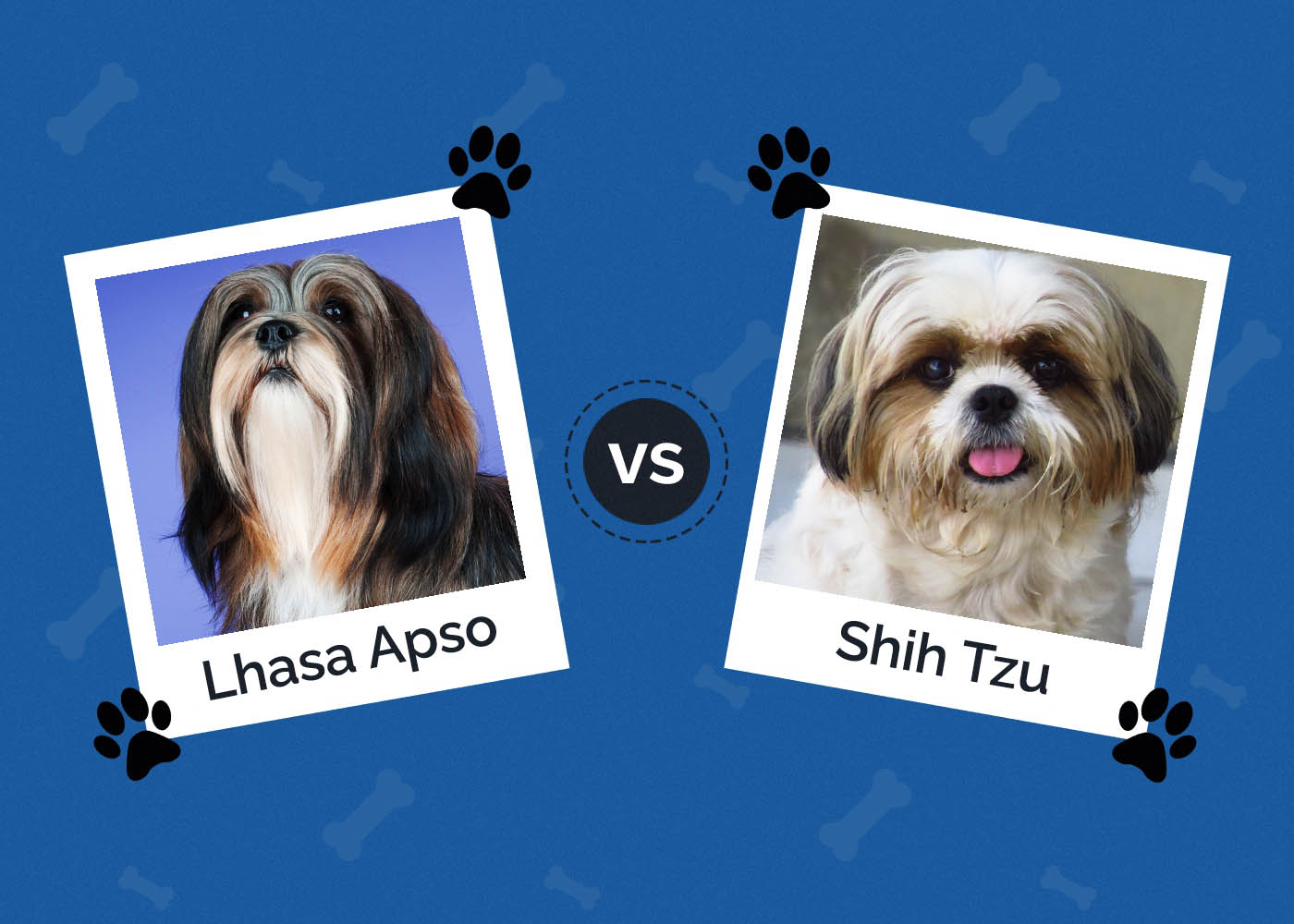 Lhasa Apso vs Shih Tzu