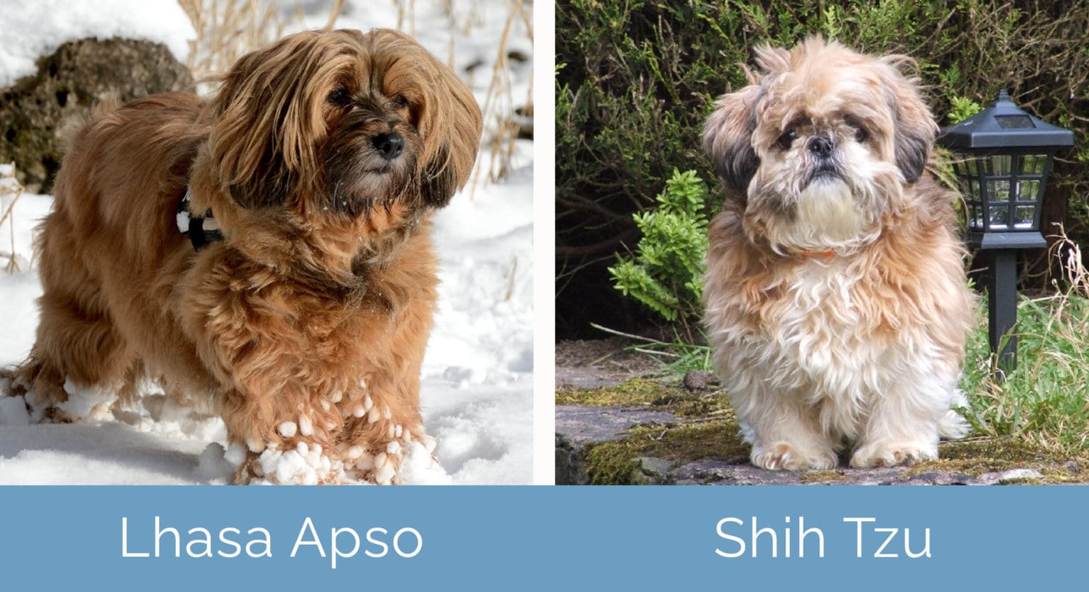 Difference Between Shih Tzu And Lhasa Apso Lhasa Apso vs. Shih Tzu: What’s the Difference? (With Pictures) | Hepper