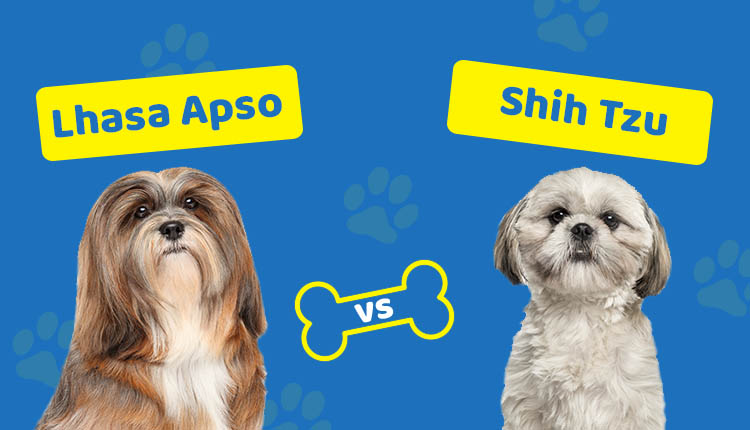 Lhasa Apso vs Shih Tzu