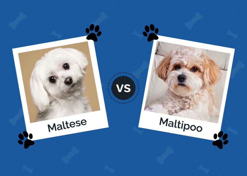 Maltese vs Maltipoo