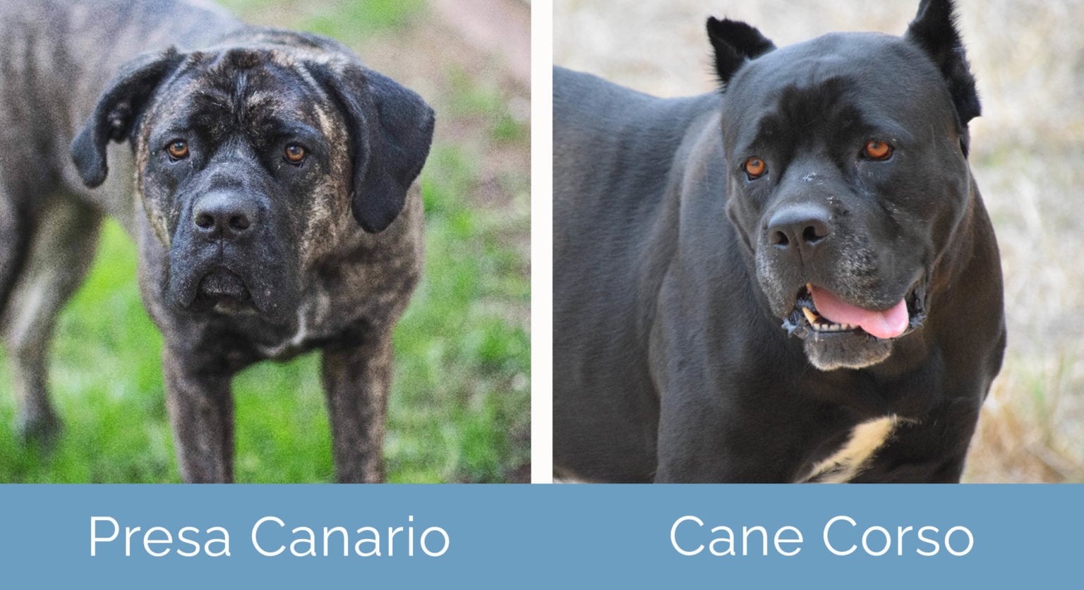 Presa Canario Vs Cane Corso Who Would Win