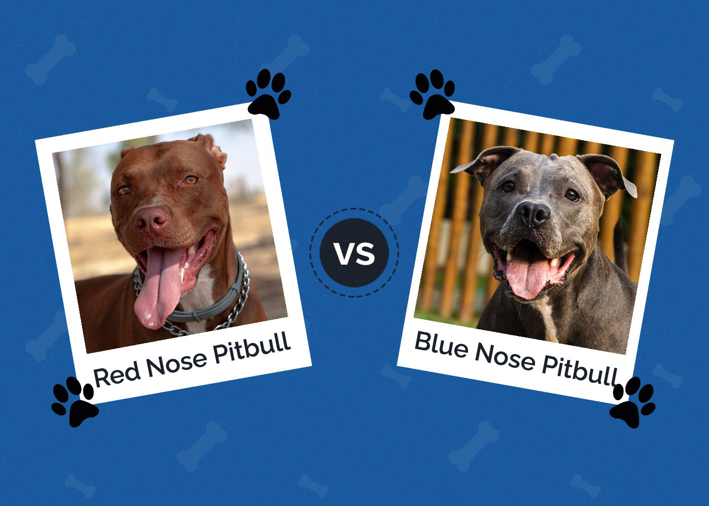 Red Nose vs Blue Nose Pitbull