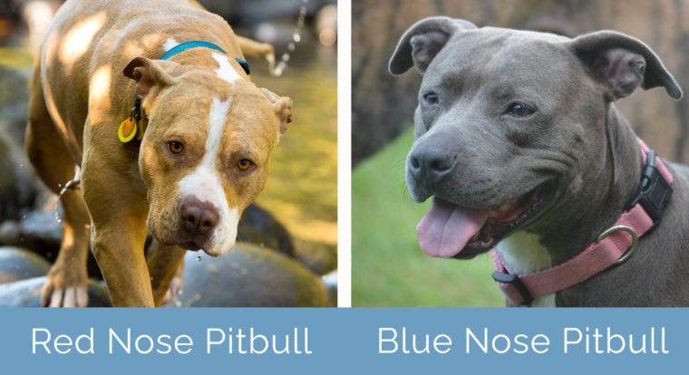 Red Vs Blue Nose Pitbull Pictures Key Differences Hepper