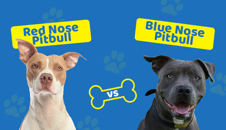 Red Nose vs Blue Nose Pitbull