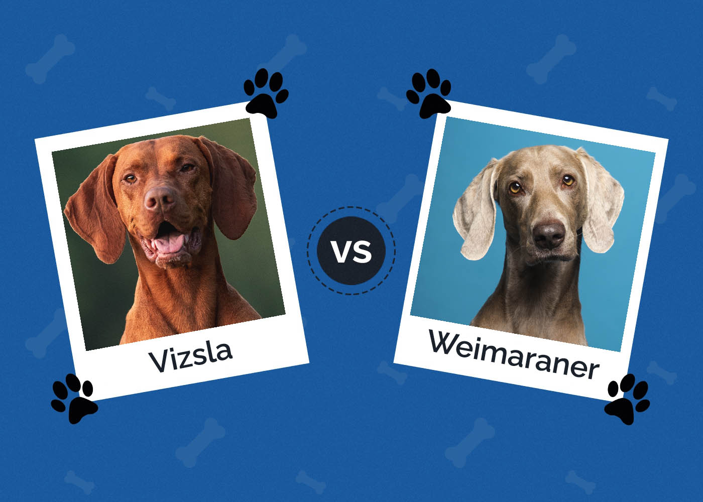 Vizsla vs Weimaraner