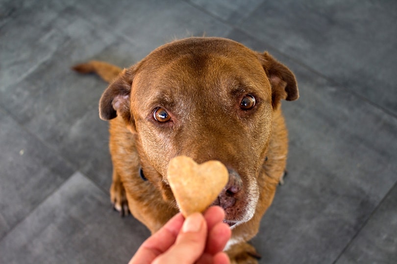 a Labrador dog getting heart shaped cookie treat