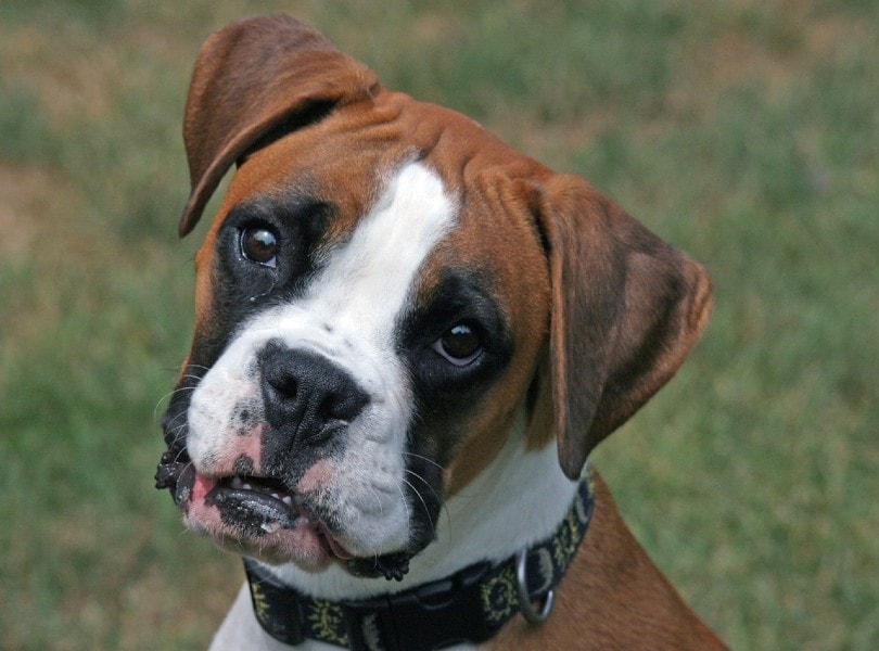 boxer dog tilted head