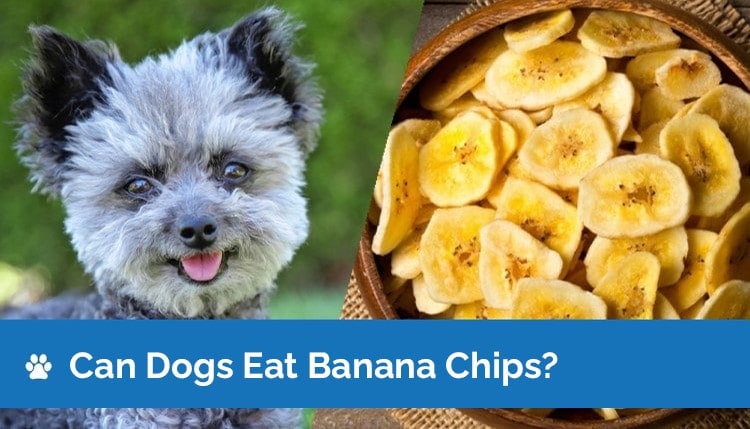 can dogs eat banana chips graphic 2