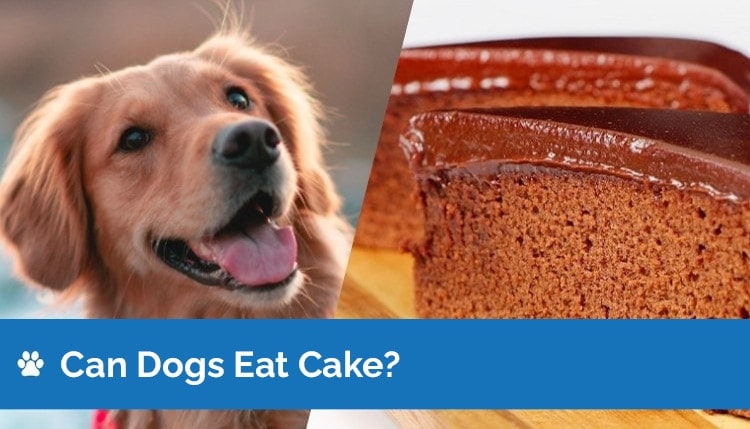 can dogs eat cake graphic 2