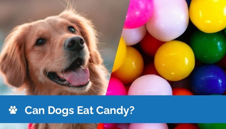 can dogs eat candy graphic 2