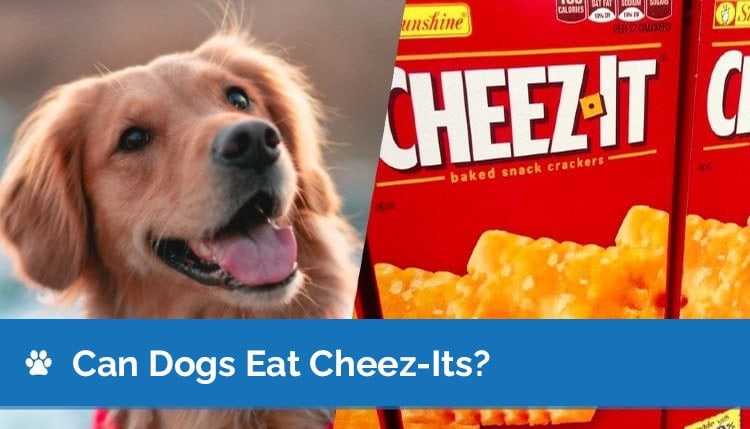 can dogs eat cheez its2