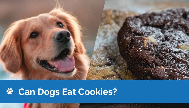 can dogs eat cookies