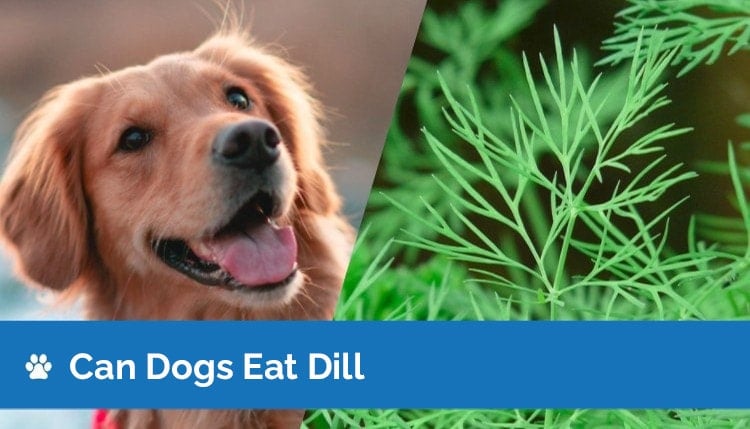 Is Dill Good for Dogs 