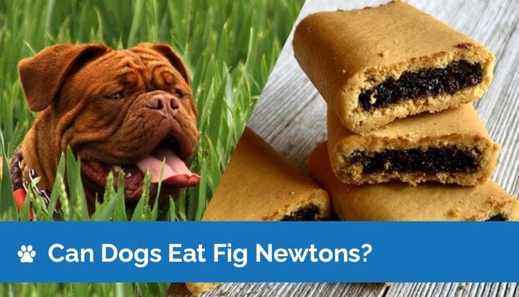 can dogs eat fig newtons 2