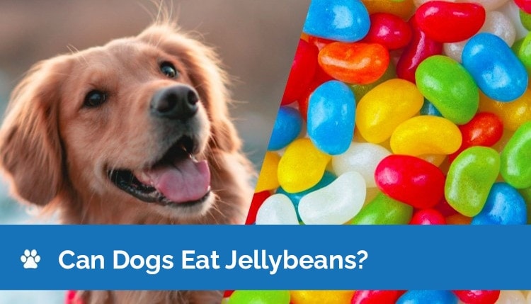 Amazing Can Dogs Have Jelly Beans Abstract Nature Amazing Can Dogs Have Jelly Beans Abstract Nature