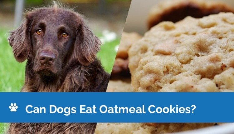 can dogs eat oatmeal cookies graphic 2