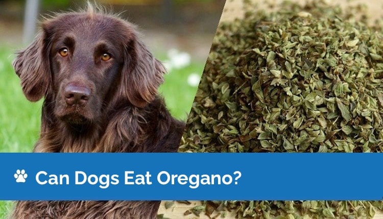 can dogs eat oregano graphic 2