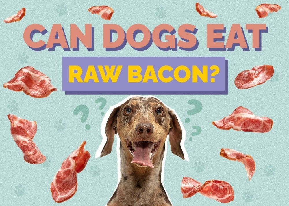can dogs eat raw bacon featured