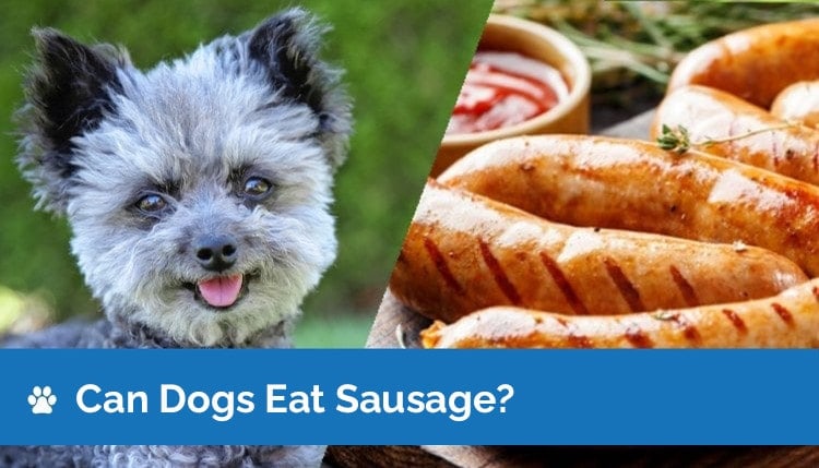 can dogs eat sausage2
