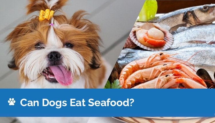 can dogs eat seafood graphic 2