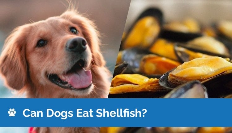 can dogs eat shellfish2