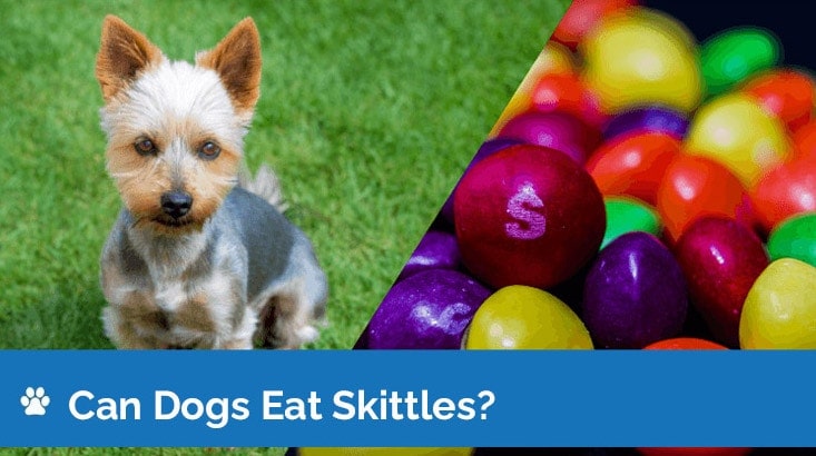 are skittles bad for my dog