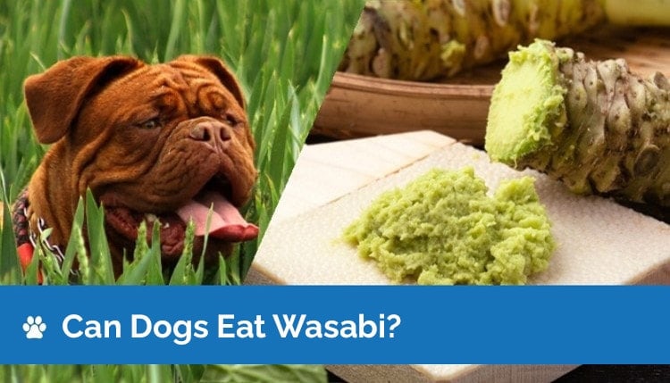 can dogs eat wasabi graphic 2