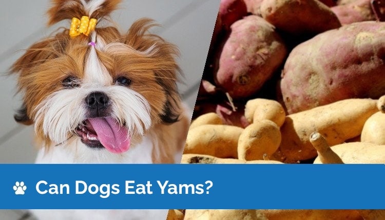 can dogs eat yams graphic 2