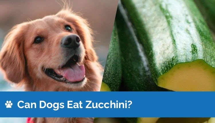 can dogs eat zucchini graphic 2